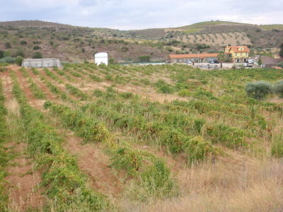 Quinta Ch&atilde;o d'Ordem.